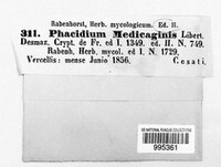 Phacidium medicaginis image